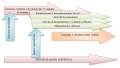 ISO9001 Processi identificati e le loro interazioni.jpg